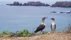 Piqueros patas azules en Isla de la Plata