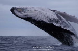 Tour de observación de ballena Jorobada en Puerto López