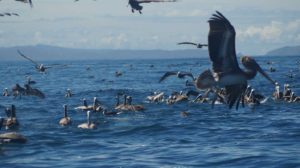 Cigueñas volando y descansando en el mar, en Manabí, Ecuador