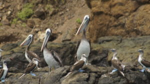 Pelicanos en Isla de la Plata