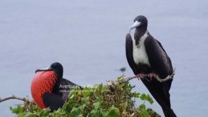 Ave con Fragata macho sobre árbol en Isla de la Plata, Manabi, Ecuador