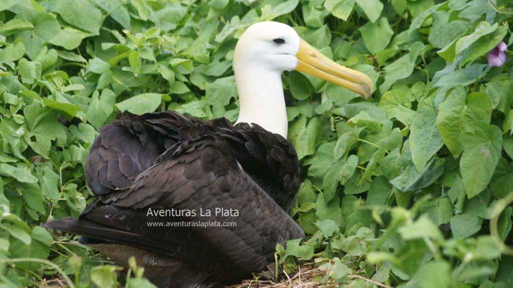 Ave en Isla de la Plata