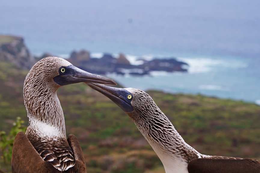 Piqueros patas azules en Isla de la Plata