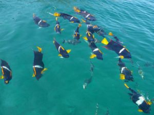 Peces de Puerto López