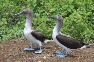 Piqueros Patas Azules en Isla de la Plata