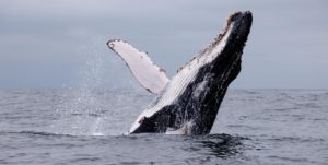 Ballena jorobada en Puerto López