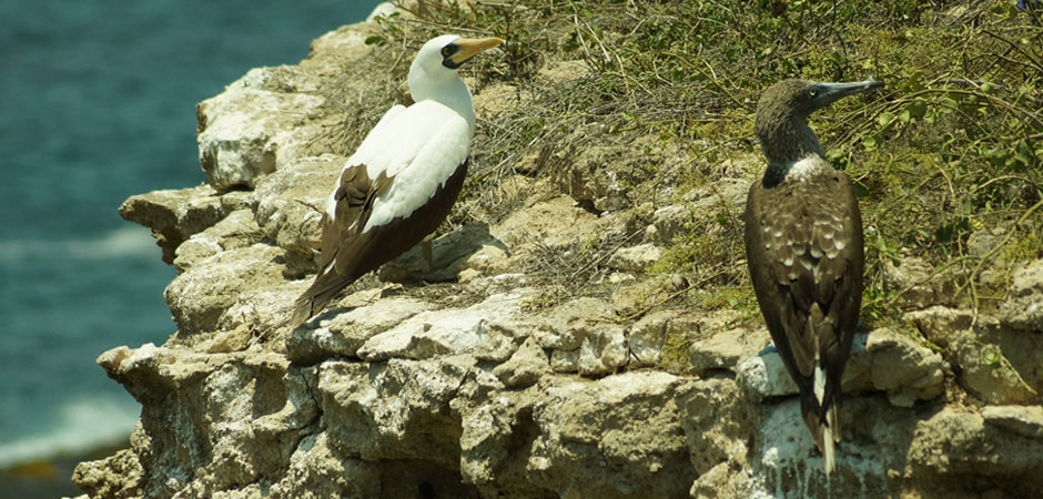 Aves Isla de la Plata