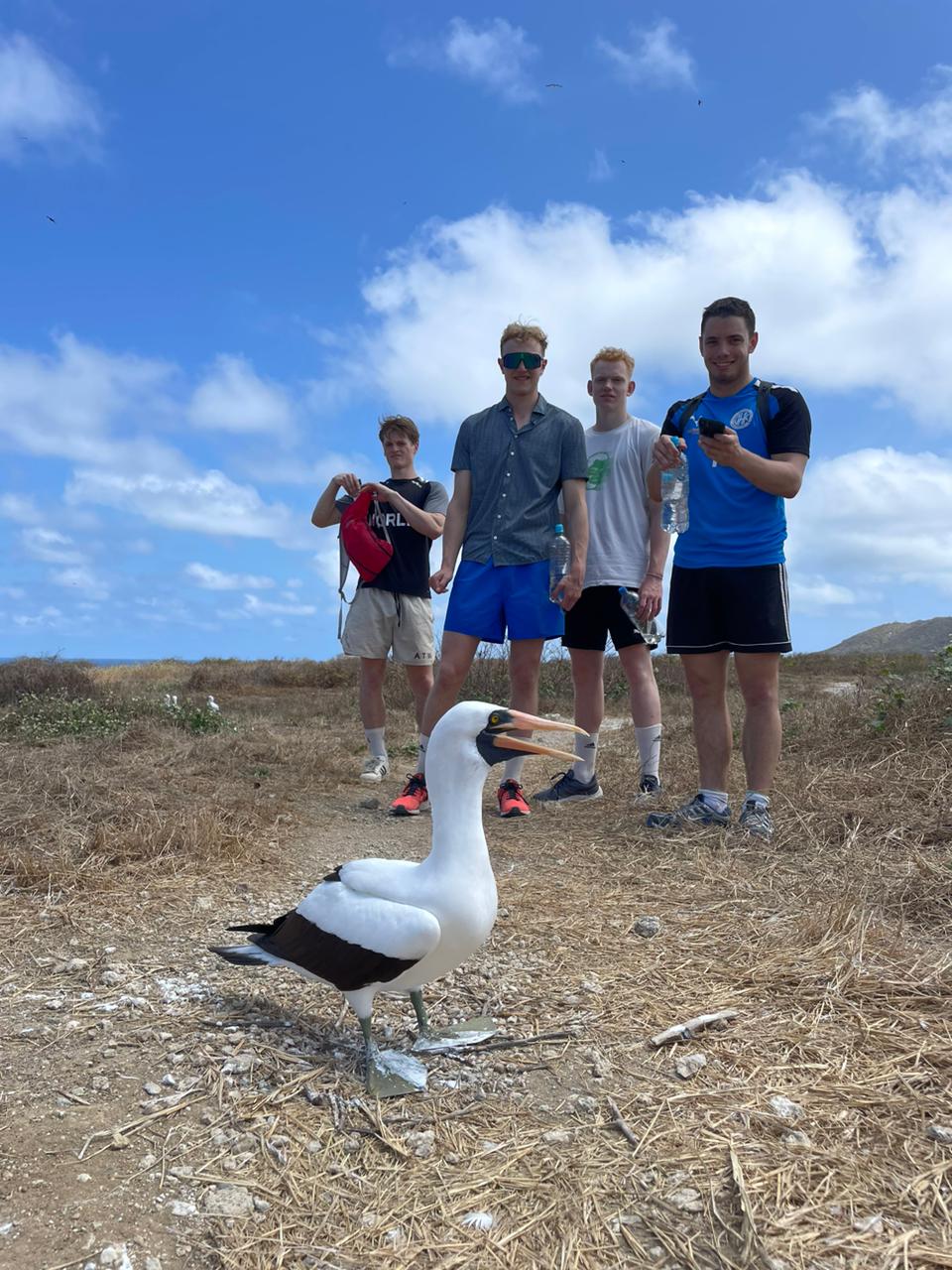 Piqueros en la isla de la plata